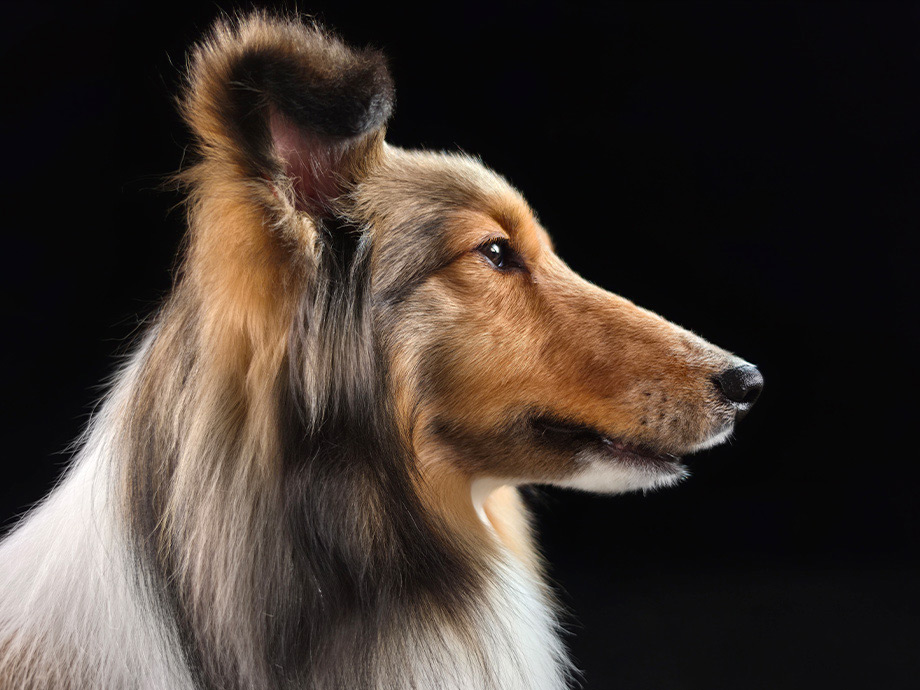 Смартфон Samsung Galaxy S26 Ultra 12/512GB Black (SM-S948BZKG) — фото 7